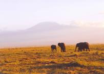 【元日の日の出】キリマンジャロがかすみでボヤけていますが、ケニアで見る日の出。今年も良い年であります様に。
